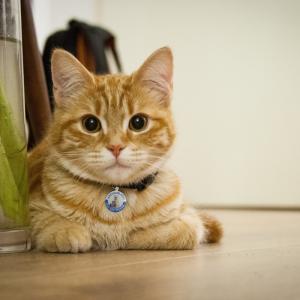 Εξατομικευμένες ετικέτες σκύλου και ετικέτες γάτας Ανοξείδωτο Smart Pet ID ετικέτας QR Code Scanned GPS Location