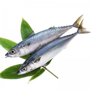 Κατεψυγμένο σκουμπρί ολόκληρο γύρο