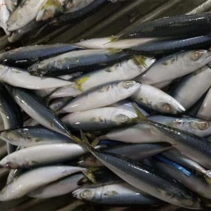 Κατεψυγμένο σκουμπρί ολόκληρο γύρο