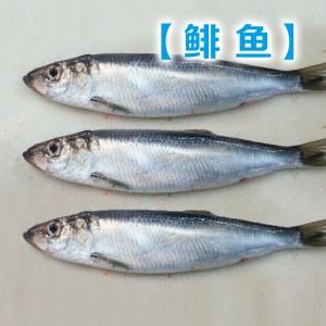 Κατεψυγμένη ρέγγα