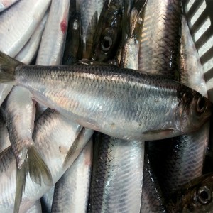 Κατεψυγμένη ρέγγα