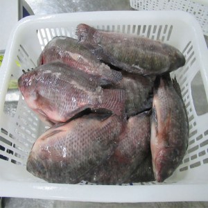 Κατεψυγμένο Tilapia ολόκληρο γύρο