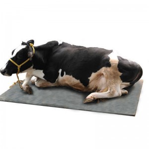 Κάτω από το κουτάβι / άλογο