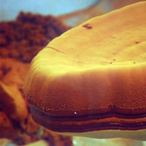 Σπόρια Ganoderma