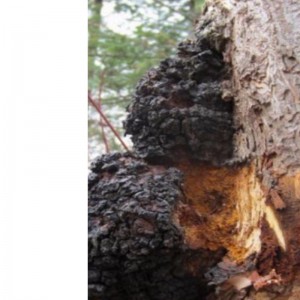 Chaga μανιτάρι inonotus obliquues υγειονομική περίθαλψη συμπλήρωμα ευεξίας