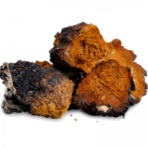 Chaga μανιτάρι inonotus obliquues υγειονομική περίθαλψη συμπλήρωμα ευεξίας