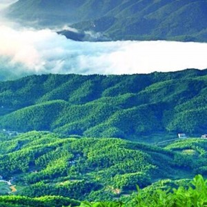 την κατασκευή με το χέρι hunan anhua μαύρο τσάι τσάι φροντίδας υγείας