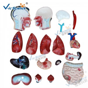 Ιατρική ανατομία μοντέλο ανθρώπινου σώματος 85CM αρσενικό μοντέλο κορμού 19 μέρη