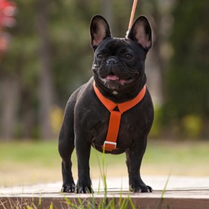 2022 Νέο στυλ Πολύχρωμο καλωδίωση σκυλιών και λουρί που έχει ρυθμιστεί πολλαπλών σημείων Ρυθμιζόμενη και έλξη σκύλου σύνδεσης έλξης