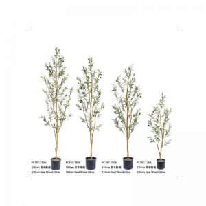 δέντρο ελιάς