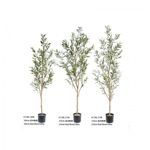 δέντρο ελιάς